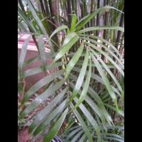 Chamaedorea Seifrizii (fam. Arecacees) (Amerique centrale) (1)